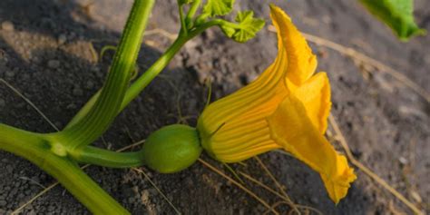 Pumpkin Plant Growth Stages | Life Cycle