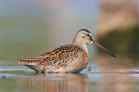 Short-billed Dowitcher | Shorebirds, Bird photo, Beautiful birds