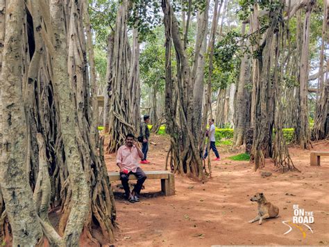 Dodda Alada Mara: Bangalore’s 400 year old Banyan Wonder - Be On The Road | Live your Travel Dream!