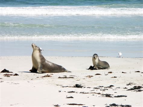 File:Sea lion and pup in Seal Bay - Kangaroo Island.jpg - Wikimedia Commons