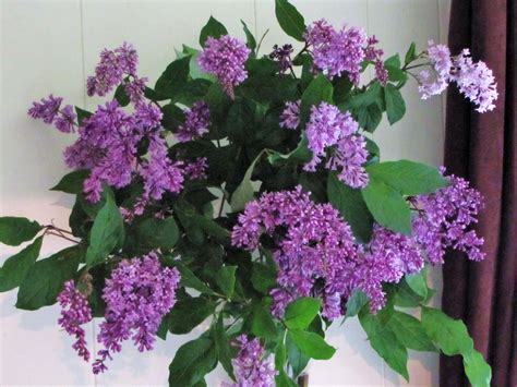 FEARLESS NESTING: Late-Blooming Lilacs