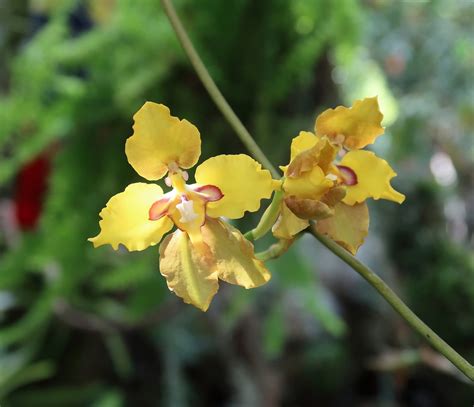 Amazon Orchid Facts - Rainforest Cruises