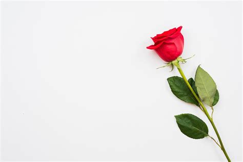 Single beautiful red rose isolated on white background 3491536 Stock ...