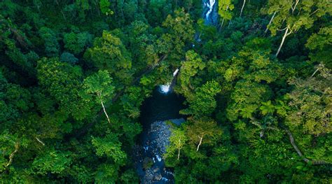 Manfaat Besar Hutan Hujan Tropis - PT. Kilau Surya Alam Lestari