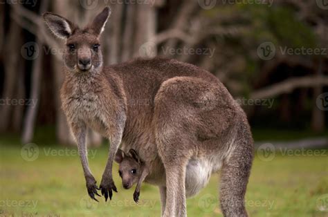 Mother kangaroo in the forest with her baby in her pouch 846832 Stock Photo at Vecteezy