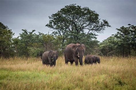 Kruger National Park Safari Lodges: Kruger Park Safari Reservations