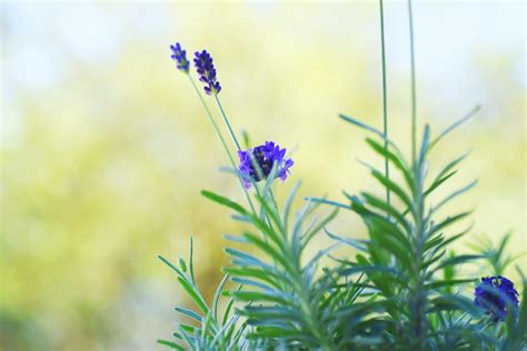 6 Lavender Growth Stages: How To Grow Lavender Faster