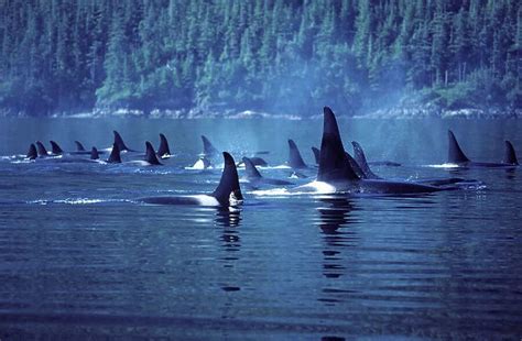 Killer Whale / Orca Several pods came together to form a