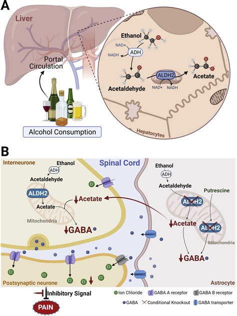 Alcohol and analgesia: a fine wine getting better with age - British ...