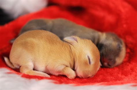 Sleeping Bunnies | a mix breed of Netherland Dwarf Rabbit an… | Flickr