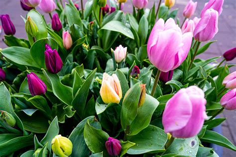 Tulips in Amsterdam – Travels With Ackbar