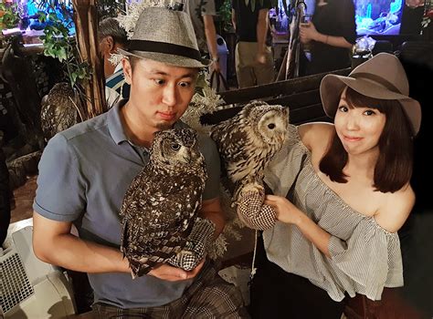 What it is like to become friends with Owls in Tokyo {Japan Travel} - Ting and Things