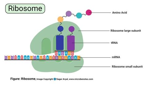 Cell Organelles: Definition, Structure, Functions, Diagram