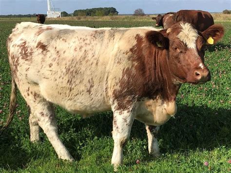 Polled Shorthorn Cattle