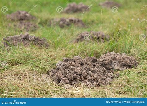 Mole Digging Lawn in the Garden Stock Photo - Image of mole, tunnel: 276194968