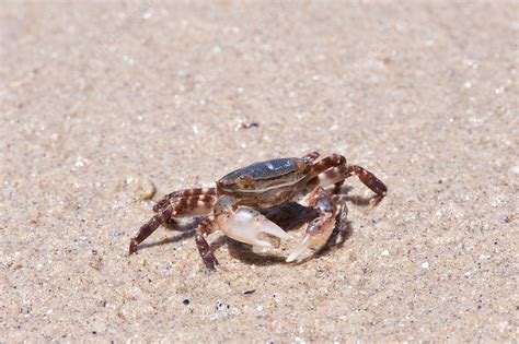 Asian shore crab - Stock Image - C025/0946 - Science Photo Library