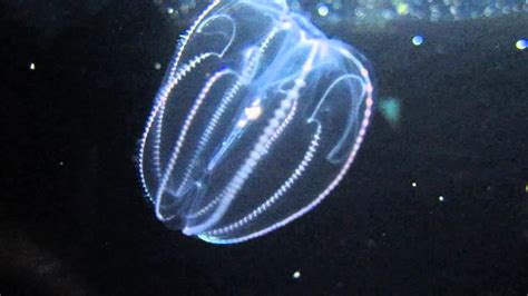 Comb Jellies: Characteristics, habitats, reproduction and more...