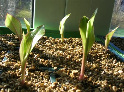 HOW TO GROW CANNA LILIES FROM SEED |The Garden of Eaden