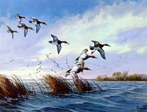 Artist David Maass Unframed Canvasbacks Art Print Ducks Flying Low | Waterfowl art, Duck art ...