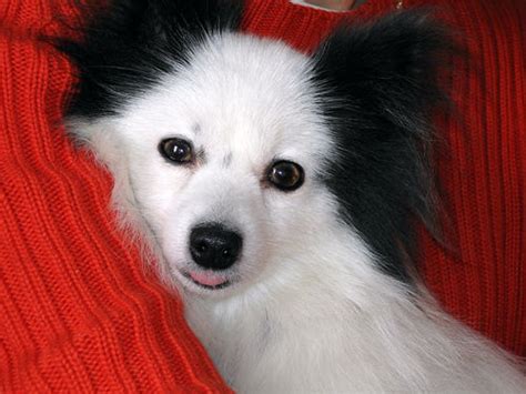 How Much Do Papillon Puppies Cost? | HowMuchIsIt.org
