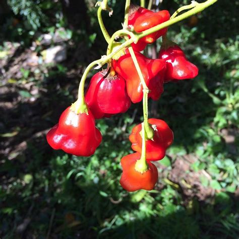 some red berries hanging from a tree in the sun