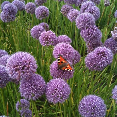 Allium Summer Beauty - Beechmount Garden Centre