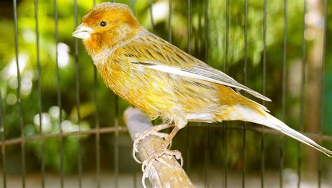 Wooden perches for bird cages Archives - The Happy Chicken Coop