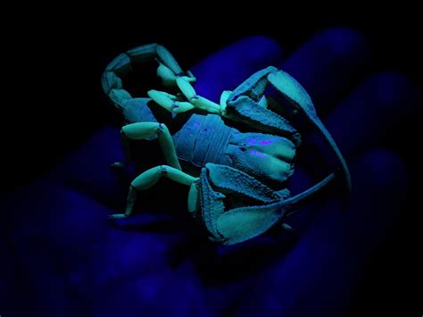 Free photo: Glowing Scorpion - Animal, Glowing, Insect - Free Download ...