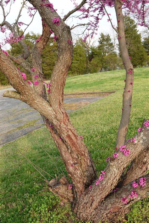 Redbud is Ready for Spring - Virginia Native Plant Society