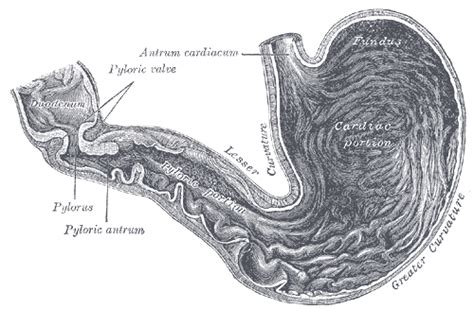 Pylorus - Wikiwand