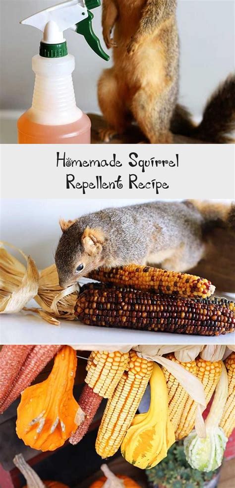 Homemade Squirrel Repellent Recipe - Decor Dıy in 2020 | Recycled garden decor, Squirrel, Spring ...