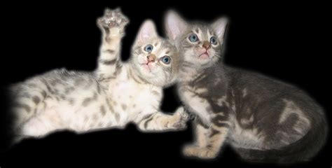 Blue Marble Bengal Cat