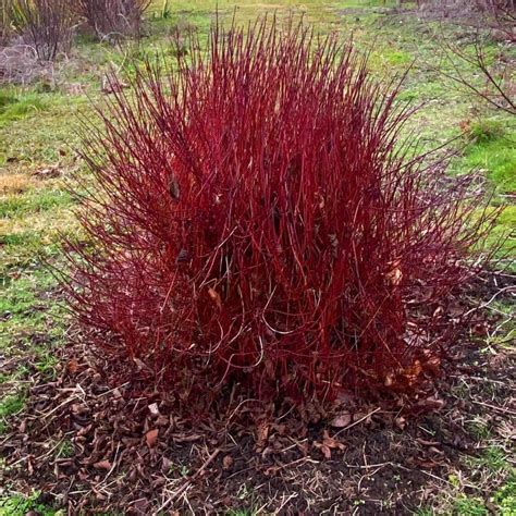 Cornus sericea Kelseyi 10 : Lynwood Garden