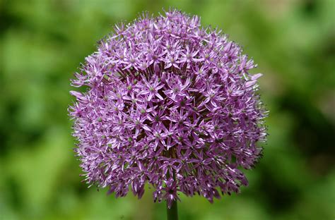 10 Types of Purple Allium Flowers