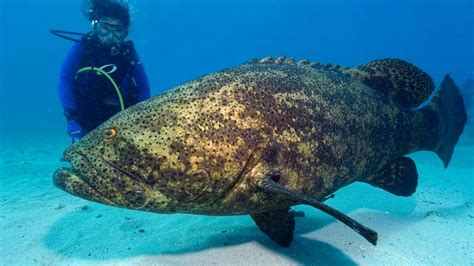 Massive Goliath Grouper Snatches Shark In Single Bite - ABC News