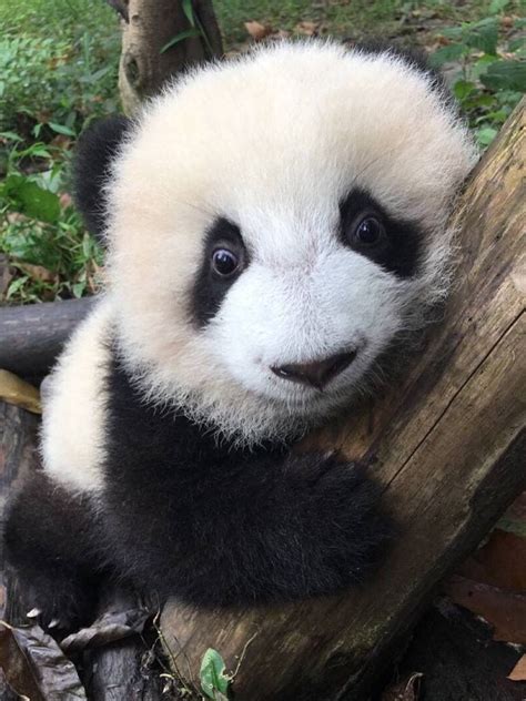 Just look at that face! Cute Cartoon Animals, Image Panda, Funny Panda ...