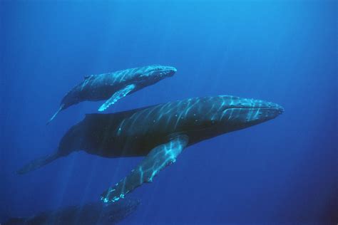 Baby Blue Whales Underwater - wallpaper