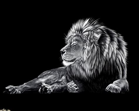 🔥 [90+] Black Lion HD Wallpapers | WallpaperSafari