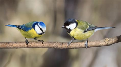 Feeding garden birds: why continuous and varied feeding is best ...