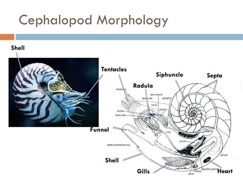 PPT - Mollusca: Class Cephalopoda PowerPoint Presentation, free ...