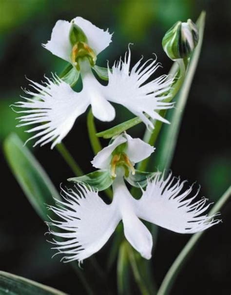 White Egret Orchid | Express Photos