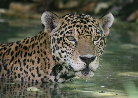 Alerta yaguareté: sin selva no hay libertad