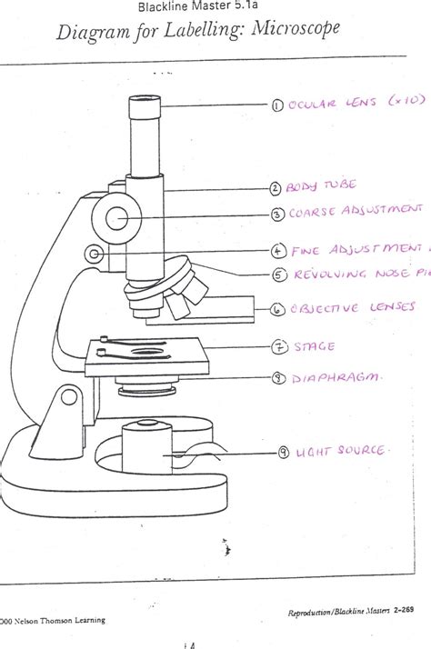 Simple Diagram Of Microscope