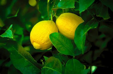 Lisbon Lemon Trees For Sale Online | The Tree Center