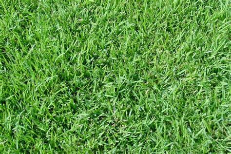 Natural Green Square Paspalum Lawn Grass, For Lawn,Garden Etc, Rs 4 /kg | ID: 23188642248