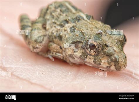 frog reproduction cycle Stock Photo - Alamy