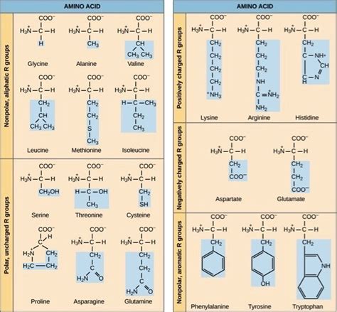 20 Amino Acids Names