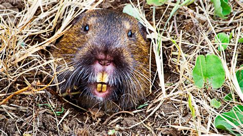 Gopher Grabbers pinpoints burrowing rodents