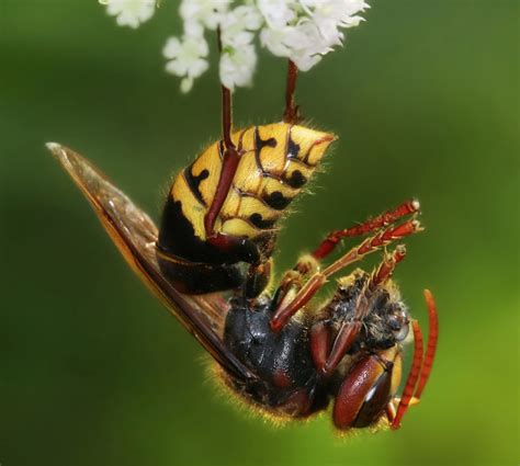 Nature’s Friendly Giant - Understanding the European Hornet