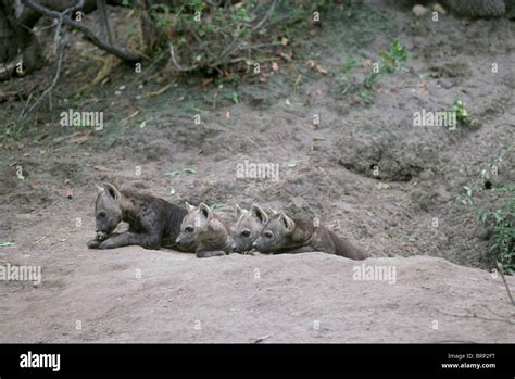 Spotted hyena pups outside den Stock Photo - Alamy